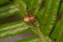 Oxyopes_variabilis_D7792_Z_88_North Stradbroke island_Australie